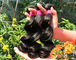 Sehat 100% Rambut Manusia Malaysia Menenun Natural Black / Dark Brown Dari Gadis Muda pemasok